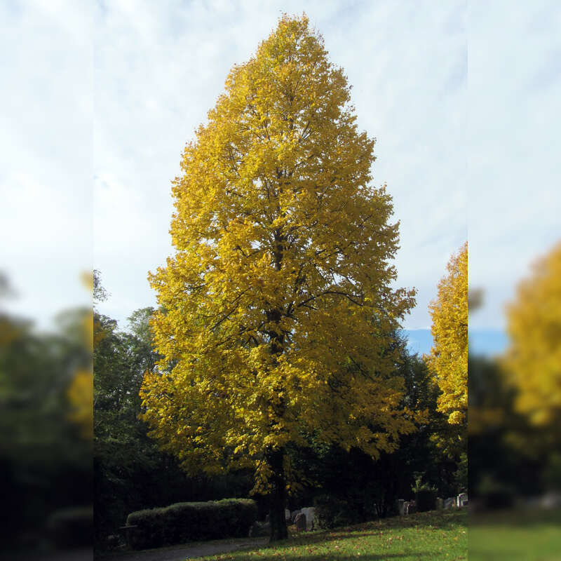 Winterlinde Tilia cordata gelb