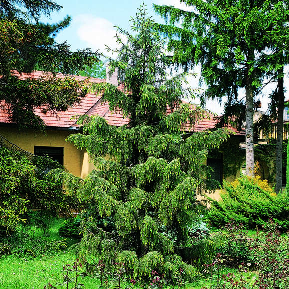 Picea breweriana: Bild 1/5 Picea breweriana: Bild 1/5