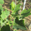 Liriodendron tulipifera 'Ardis': Bild 1/2
