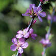 Prunus aflatuense: Bild 1/1