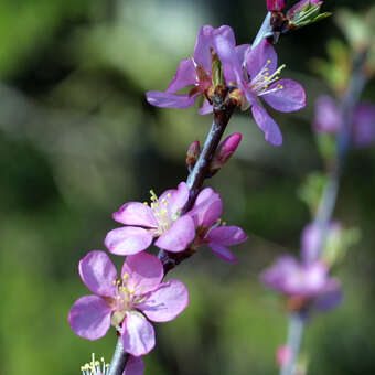 Prunus aflatuense