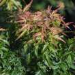 Acer palmatum 'Kotohime': Bild 3/5