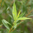 Salix repens: Bild 2/2