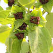 Diospyros kaki Fruchtsorte: Bild 2/5