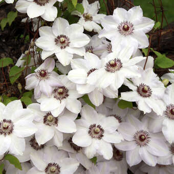 Clematis 'Miss Batemann'