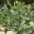 Quercus hispanica 'Lucombeana': Bild 1/2