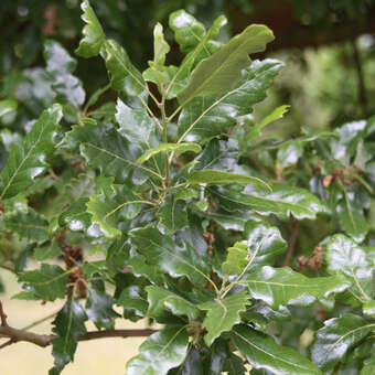 Quercus hispanica 'Lucombeana'