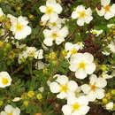 Potentilla fruticosa 'Abbotswood' - Fünffingerstrauch