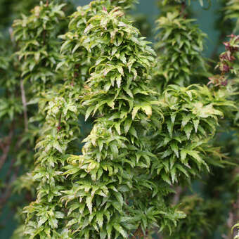 Acer palmatum 'Kotohime'