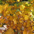 Sorbus chamaemespilus (ssp.sudetica): Bild 6/7