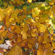 Sorbus chamaemespilus: Bild 5/6