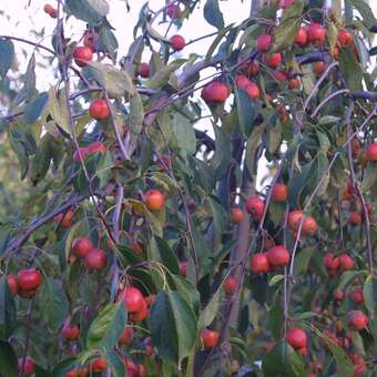 Malus 'Cheal's Weeping': Bild 6/6