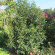 Prunus lusitanica 'Angustifolia': Bild 1/2