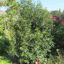 Prunus lusitanica 'Angustifolia' - Portugiesischer Kirschlorbeer