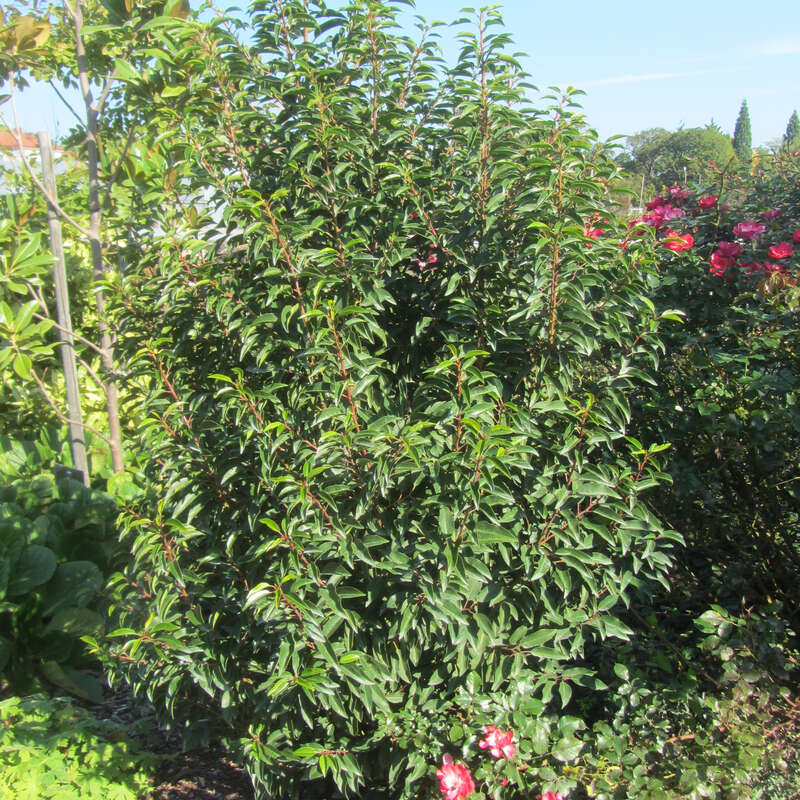 Portugiesischer Kirschlorbeer (Prunus lusitanica 'Angustifolia') wei  kaufen | Praskac