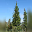 Carpinus betulus 'Lucas': Bild 5/5