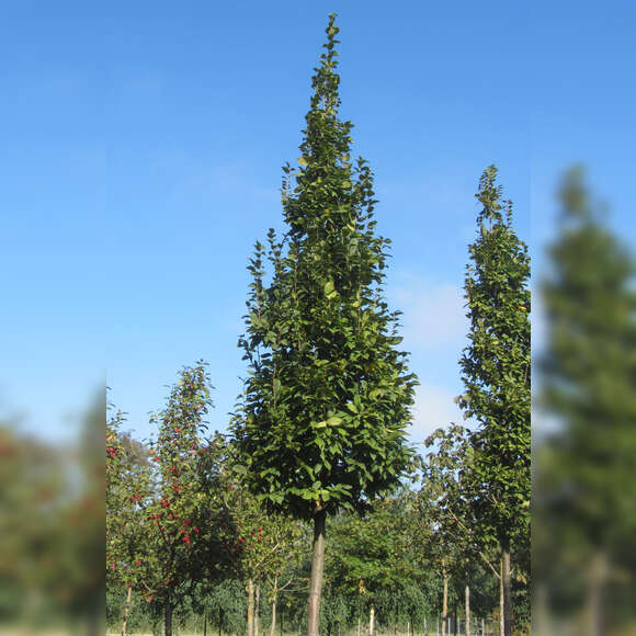 Carpinus betulus 'Lucas': Bild 6/6 Carpinus betulus 'Lucas': Bild 6/6