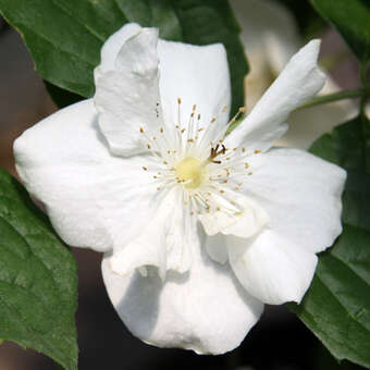 Philadelphus 'Polar Star'