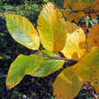 Sorbus chamaemespilus (ssp.sudetica): Bild 7/7