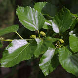 Alnus spaethii - Purpurerle