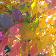 Parrotia persica: Bild 5/11