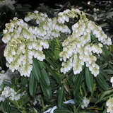 Pieris japonica 'Purity' - Lavendelheide