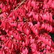 Euonymus alatus 'Fireball': Bild 2/5
