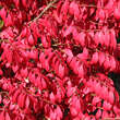 Euonymus alatus 'Fireball': Bild 3/5