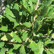 Quercus turneri 'Pseudoturneri': Bild 2/5