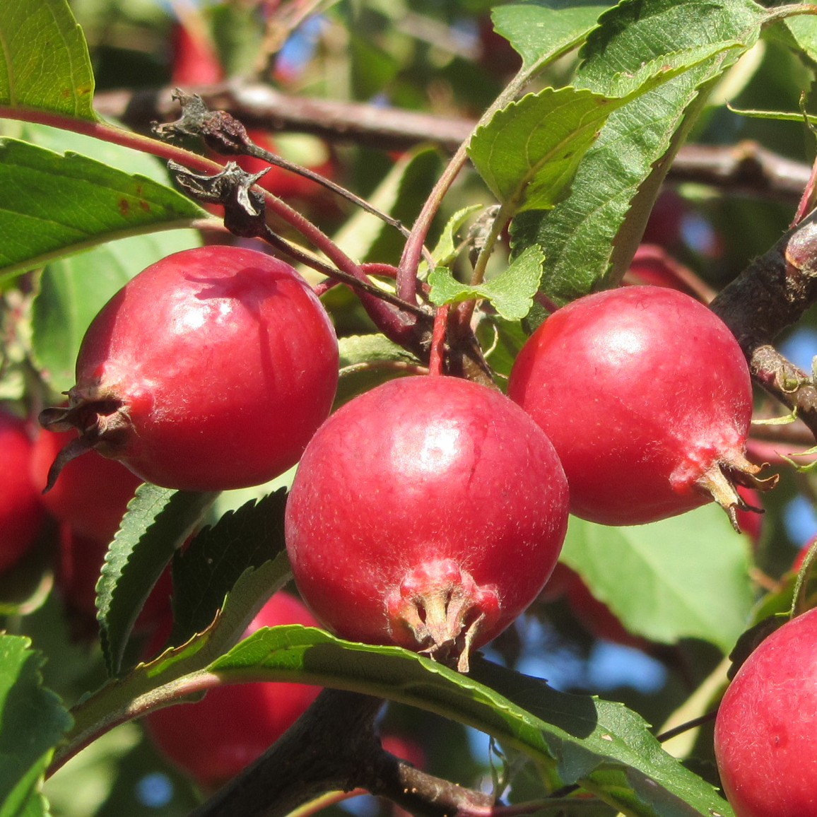 Zierapfel Malus Red Sentinel Wei Kaufen Praskac zierapfel-malus-red-sentinel-wei-kaufen-praskac