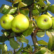 Pyrus communis 'Präsident Drouard': Bild 3/4
