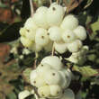 Symphoricarpos doorenbosii 'White Hedge': Bild 3/3