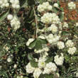 Symphoricarpos doorenbosii 'White Hedge': Bild 2/3