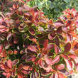 Berberis thunbergii 'Admiration': Bild 2/3