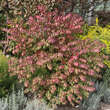 Euonymus alatus 'Fireball': Bild 2/5