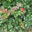 Mahonia aquifolium: Bild 4/7