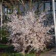 Prunus incisa 'February Pink': Bild 5/6