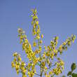 Koelreuteria paniculata 'Rosseels': Bild 2/2