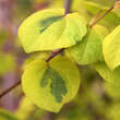 Cercidiphyllum jap. 'Chameleon': Bild 1/1