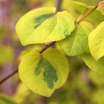 Cercidiphyllum jap. 'Chameleon'
