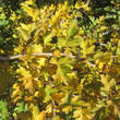 Crataegus macrocarpa: Bild 3/4