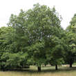 Quercus hispanica 'Lucombeana': Bild 2/2