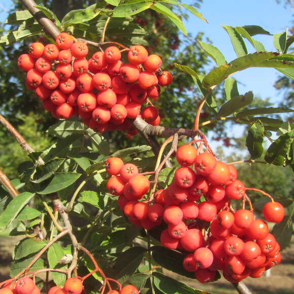 Sorbus aucuparia 'Edulis': Bild 5/6 Sorbus aucuparia 'Edulis': Bild 5/6