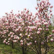 Magnolia 'Heaven Scent': Bild 7/7