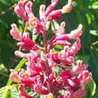 Aesculus pavia 'Atrosanguinea': Bild 4/7