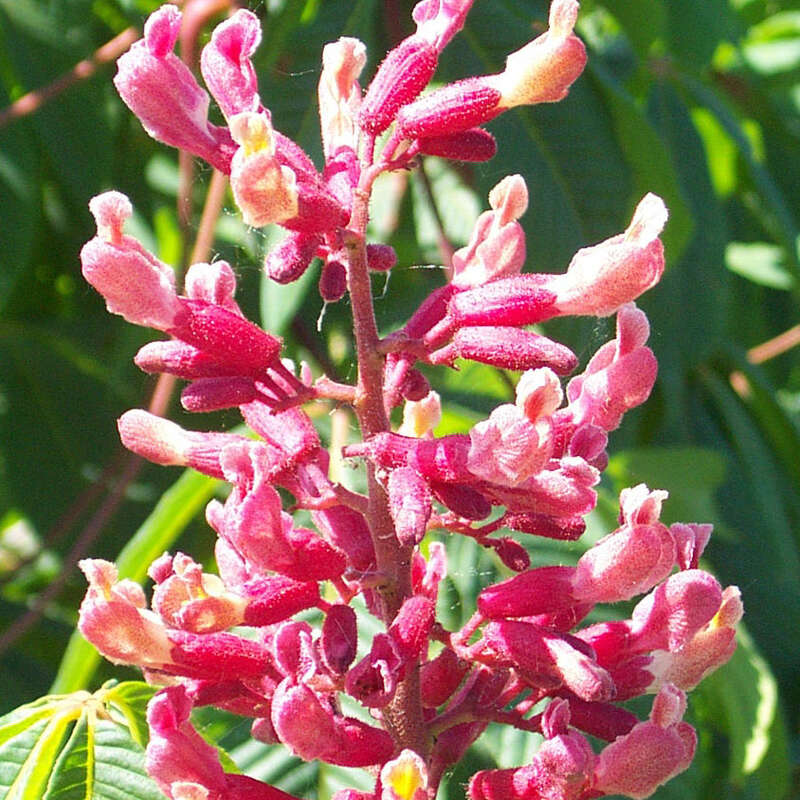 Blutrote Pavie Aesculus pavia 'Atrosanguinea' rot