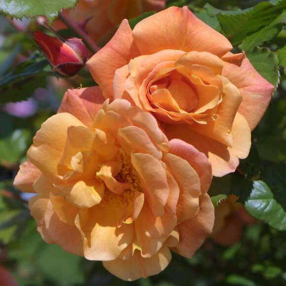 Rose 'Westerland': Bild 2/8 Rose 'Westerland': Bild 2/8