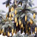 Picea engelmannii 'Glauca' - Kordilleren-Fichte