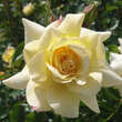 Rose 'Leverkusen': Bild 1/3