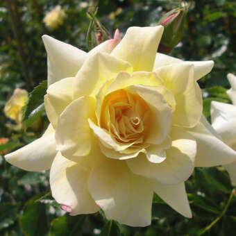 Rose 'Leverkusen'